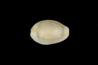 藏品(金環寶螺)的圖片